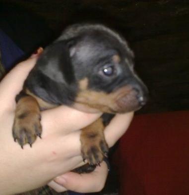 SE VENDE PINSCHER MINIATURA (HEMBRA)