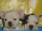 ——————BULLDOG FRANCÉS————— - mejor precio | unprecio.es