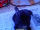 Cachorrito de bulldog frances - mejor precio | unprecio.es