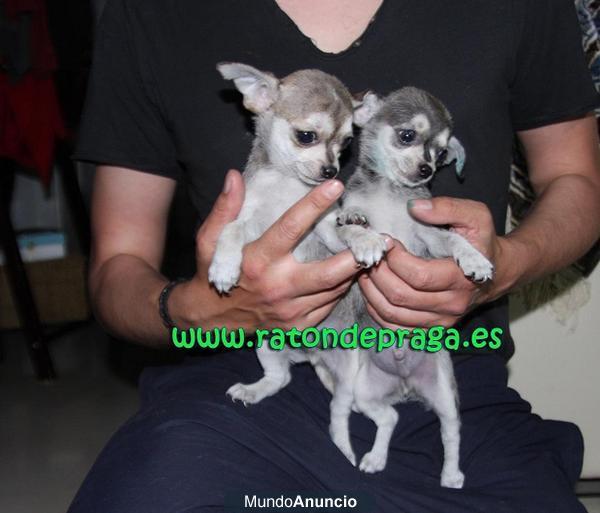Chihuahua Toy Malaga