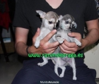 Chihuahua Toy Malaga - mejor precio | unprecio.es