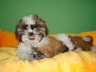 ELRINCONDELCACHORRO SHIT-ZU BICOLOR Y TRICOLOR - mejor precio | unprecio.es