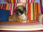 Fantásticos cachorros de Shih-Tzu - mejor precio | unprecio.es