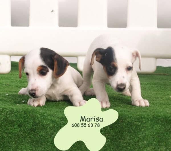 Jack rassell,cachorros  incribles ¡Pura raza