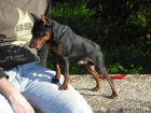 pinscher semenal disponible para montas - mejor precio | unprecio.es