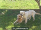 SE VENDE CAMADA DE GOLDEN RETRIEVER - mejor precio | unprecio.es