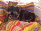 se vende yorkshire terrier mini. - mejor precio | unprecio.es