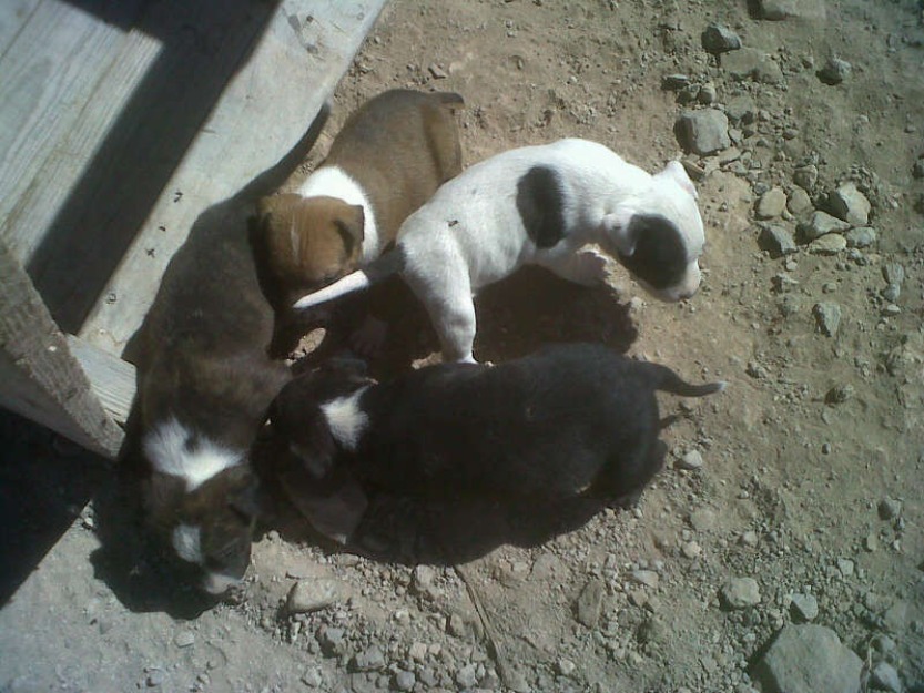 Se venden cachorros pitbull