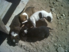 Se venden cachorros pitbull - mejor precio | unprecio.es