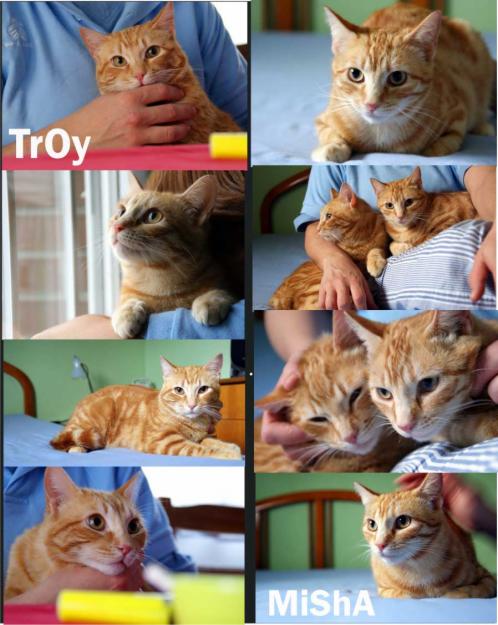 Troy y Misha, dos gatitos encantadores buscan hogar