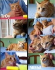 Troy y Misha, dos gatitos encantadores buscan hogar - mejor precio | unprecio.es