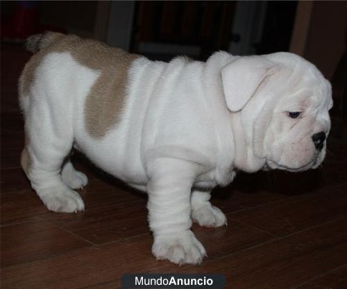 Regalo guapo Bulldog Inglés para un nuevo hogar para x_mass