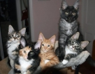 4 Gatitos Maine Coon en adopción. - mejor precio | unprecio.es