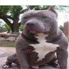 American bully. semental y cachorros - mejor precio | unprecio.es