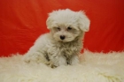 Autenticos cachorros de bichon maltes, vistanos y elige, ideales para tu hogar - mejor precio | unprecio.es