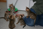 Bengala gatitos en adopción - mejor precio | unprecio.es