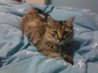 Beverly, gata de 4 meses, llegó maullando a la puerta. Álava - mejor precio | unprecio.es
