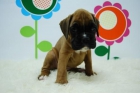 BOXER ( CARIÑOSO Y FAMILIAR ) _ VACUNADO , DESPARASITADO , CON PEDIGRE..ETC _ WWW.ANIMALFLOWER.COM - mejor precio | unprecio.es
