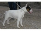 bull terrier - mejor precio | unprecio.es