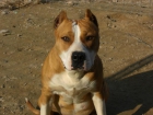 Cachorros American Pitbull Terrier - mejor precio | unprecio.es