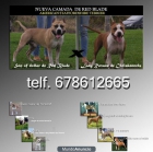 cachorros american stanford - mejor precio | unprecio.es