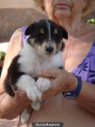 Cachorros Rough Collie - mejor precio | unprecio.es