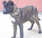 Dion cachorrito de 5 meses x de mastin ya sabe lo que es la soledad - mejor precio | unprecio.es