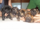 Excelentes cachorros de chow chow - mejor precio | unprecio.es