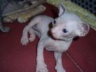 gatitos sphynx - mejor precio | unprecio.es