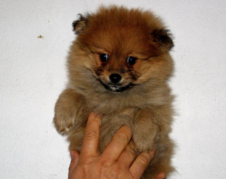 Preciosos cachorritos de pomerania spitz enano
