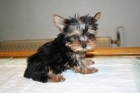 Preciosos Yorkshire Terrier, superminiatura, excelente pedigree. - mejor precio | unprecio.es