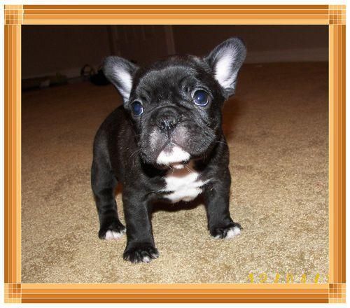 Ultima cachorra de bulldog frances