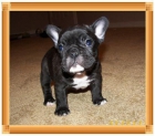 Ultima cachorra de bulldog frances - mejor precio | unprecio.es