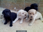 Vendo cachorros de labrador en negro y dorados con mes y medio - mejor precio | unprecio.es