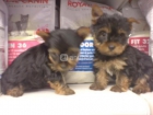 yorkshire terrier madrid - mejor precio | unprecio.es