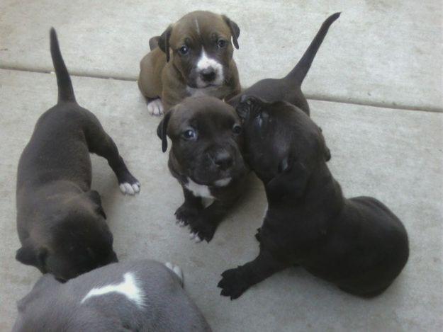 American Pitt bull disponibles.