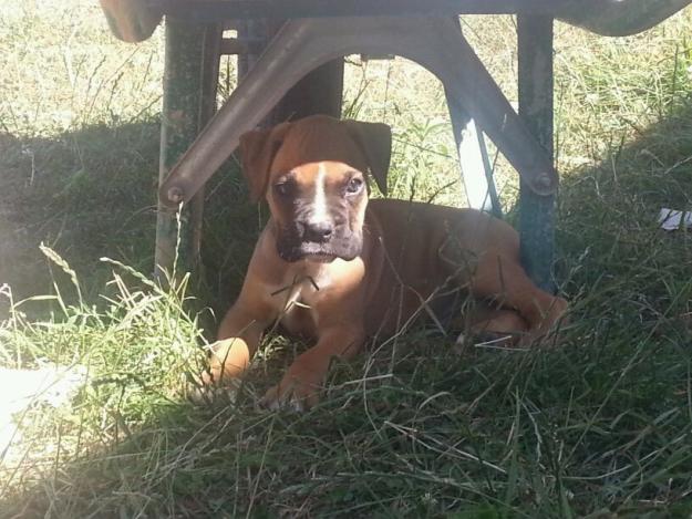 CACHORRO BOXER