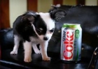 cachorro chihuahua muy juguetón y adorable - mejor precio | unprecio.es