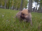 Cachorros de pomerania  Rojos - mejor precio | unprecio.es