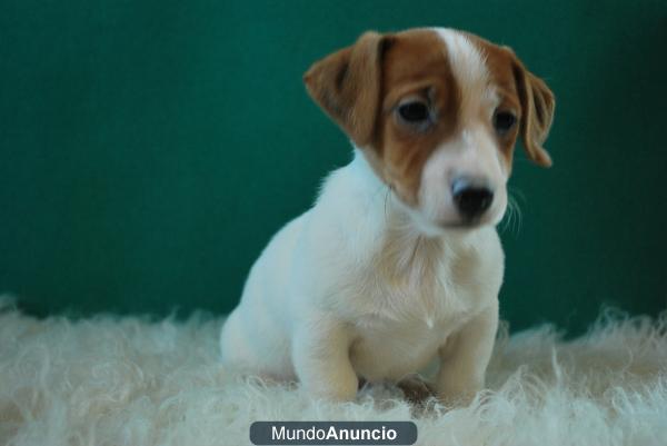 Jack Russell fotos reales cachorros disponibles