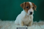 Jack Russell fotos reales cachorros disponibles - mejor precio | unprecio.es