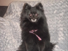 Lulu de Pomerania negro busca novia - mejor precio | unprecio.es