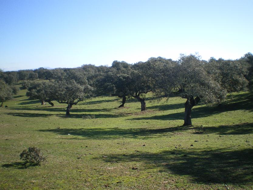 Oferta finca muy buena