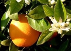 SE VENDE NARANJAS NATURALES A DOMICILIO - mejor precio | unprecio.es
