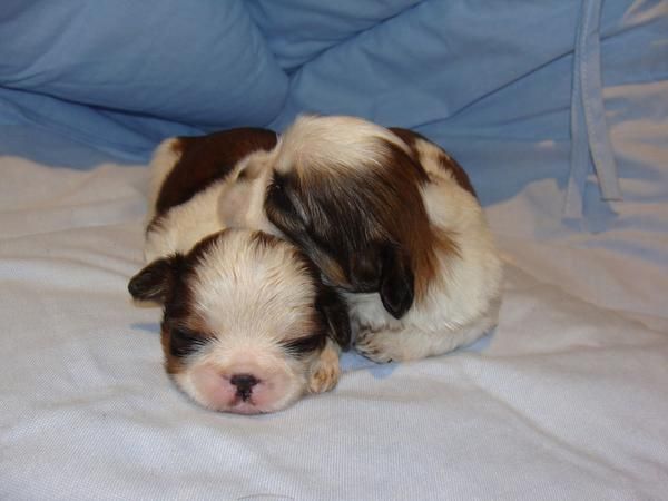 Shih Tzu cachorros hembras y machos