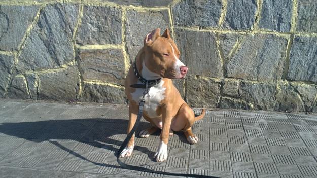 vendo perro american stanfford