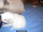 *GATITOS PERSAS HIMALAYOS BB. - mejor precio | unprecio.es