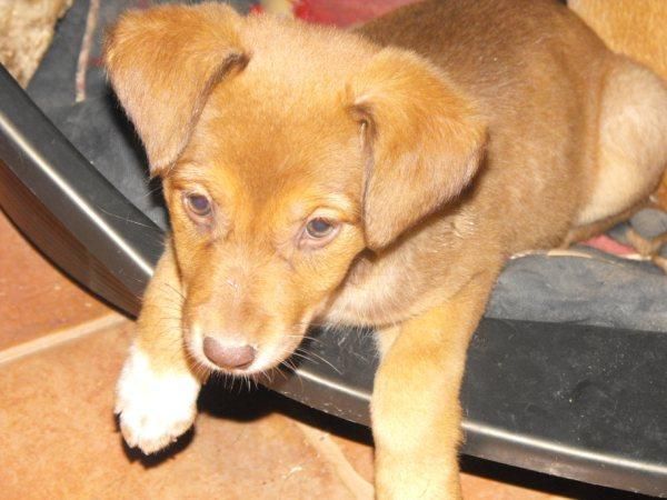 4 cachorritos de 1 mes y medio en adopción. Tamaño mediano