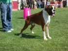 boxer para monta - mejor precio | unprecio.es
