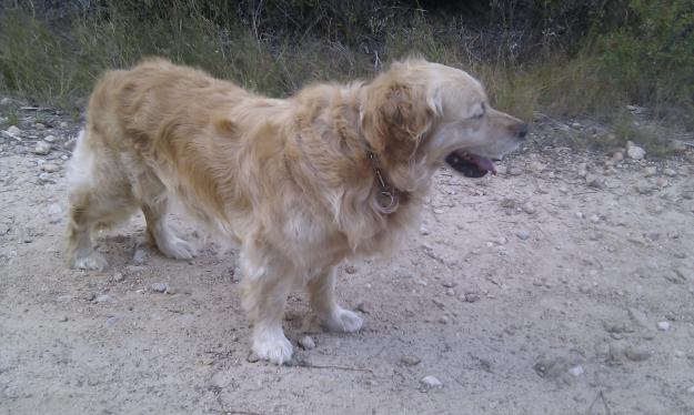 busco hembra golden retriever para monta